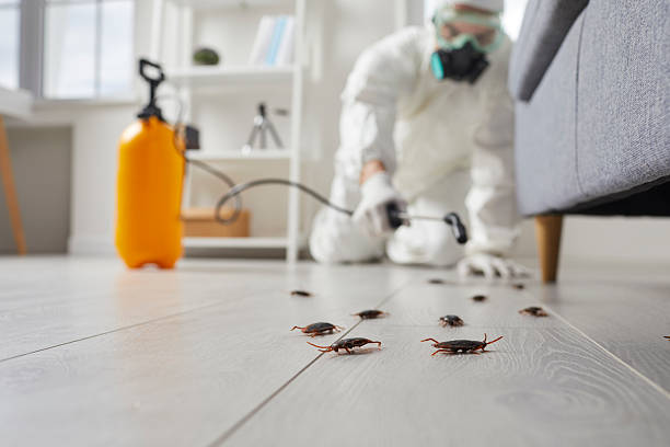 Commercial Kitchen Cockroach Control in Carbondale